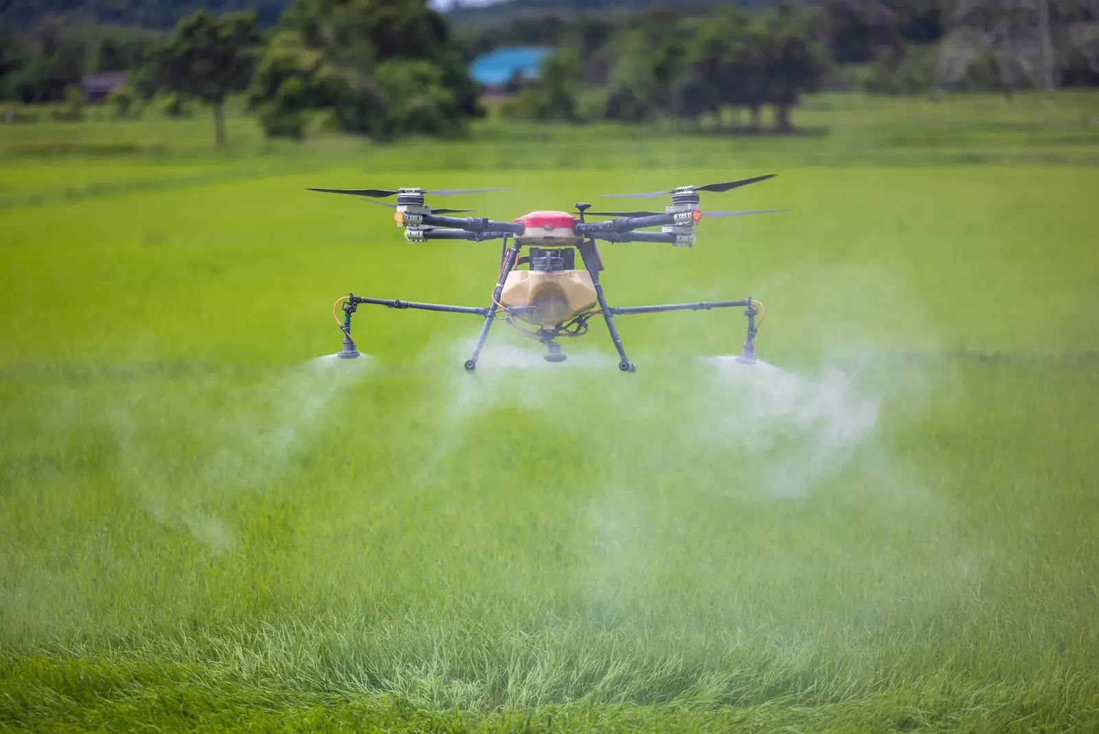 An agricultural drone spraying a green rice field