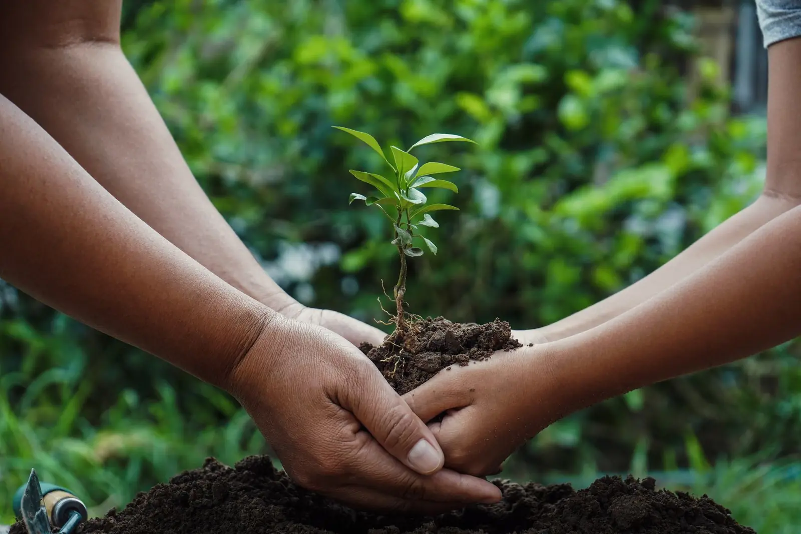Hands planting a young tree